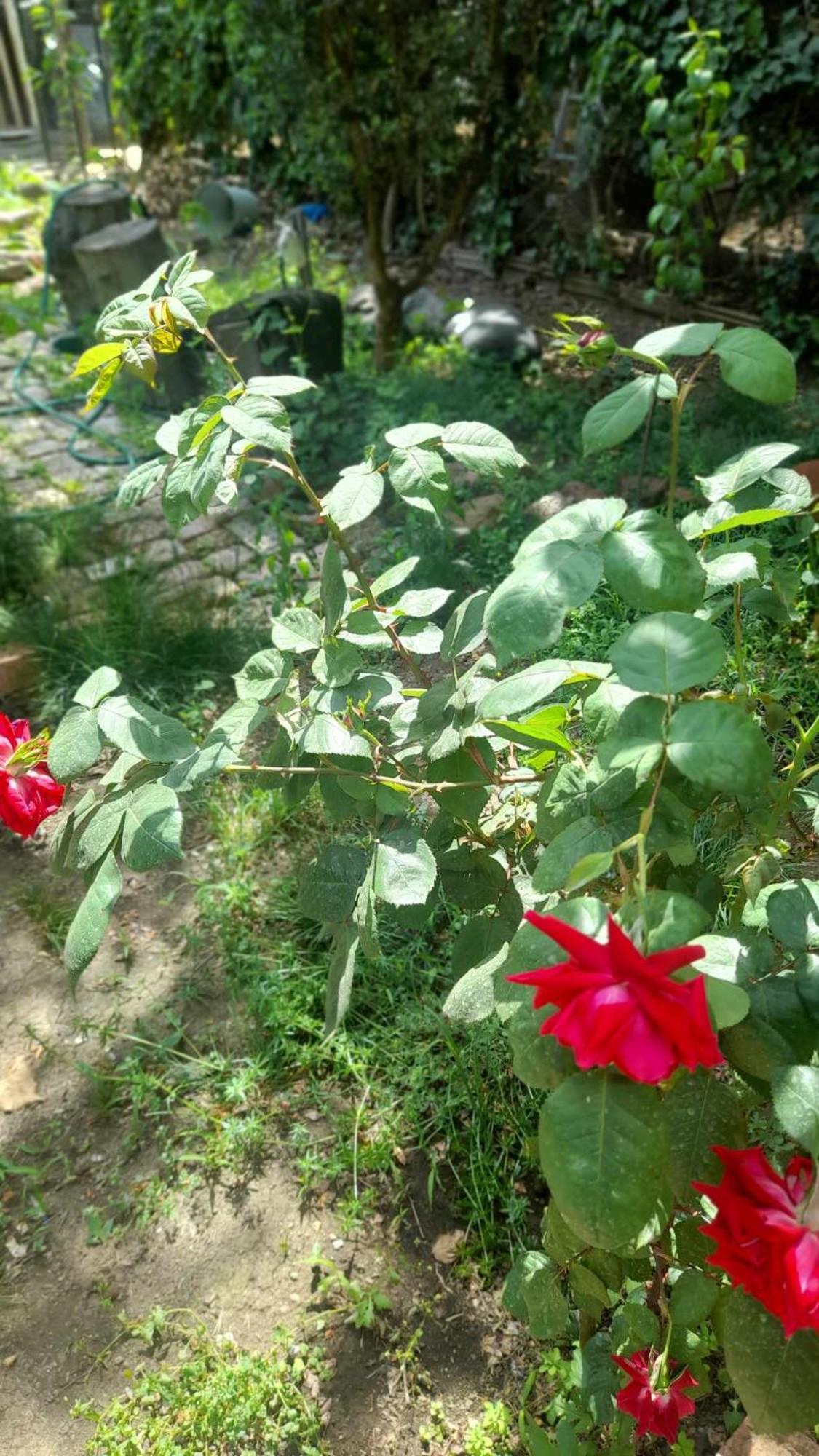 Gardens In Vake, Tbilisi Hotel Ngoại thất bức ảnh